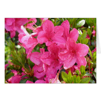 Roze Rhododendrons