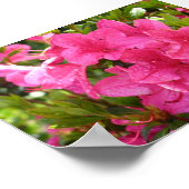 Roze Rhododendrons Poster (Hoek)