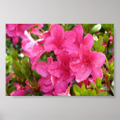 Roze Rhododendrons Poster (Voorkant)