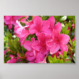 Roze Rhododendrons Poster