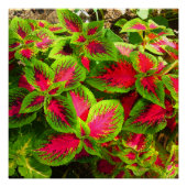 Roze rode groene coleus ventilator - perfect Poste Poster (Voorkant)