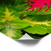 Roze rode groene coleus ventilator - perfect Poste Poster (Hoek)