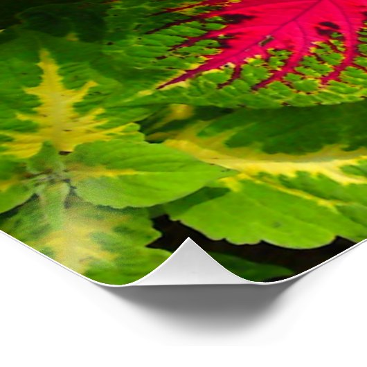 Roze rode groene coleus ventilator - perfect Poste Poster (Hoek)