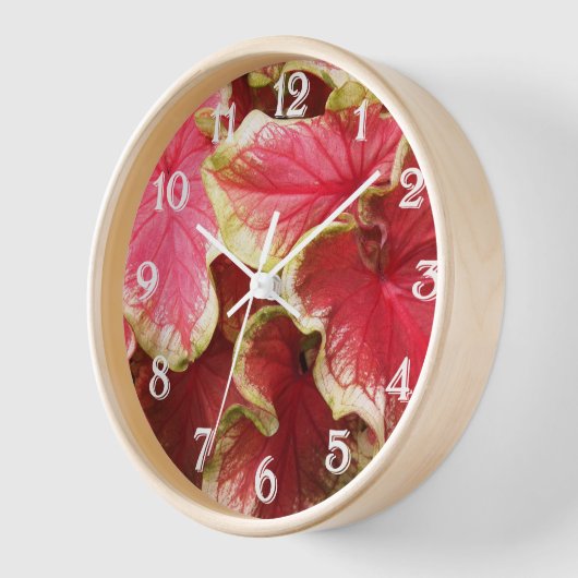 Roze rode kaladiumbladeren Floral (Hoek)