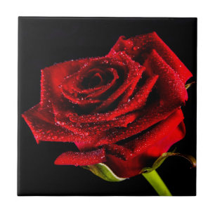 Roze rode roos tegeltje