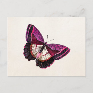 roze rode vlinder 1896 blanco Sjabloon Briefkaart