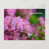 Roze Rododendron Ansichtkaart Briefkaart (Voorkant)