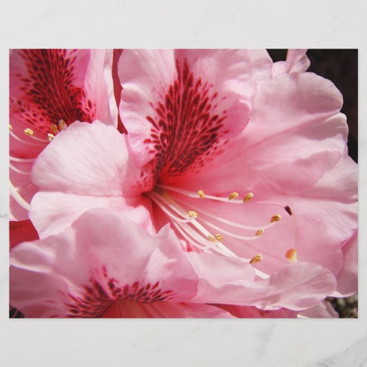 Roze Rododendron Bloemen Aangepaste Flyers papier (Voorkant)