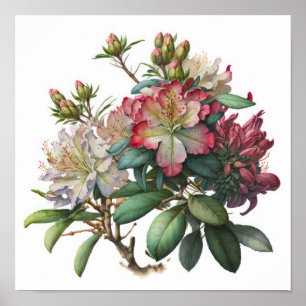 Roze Rododendron Bloemen Kunstprint Poster