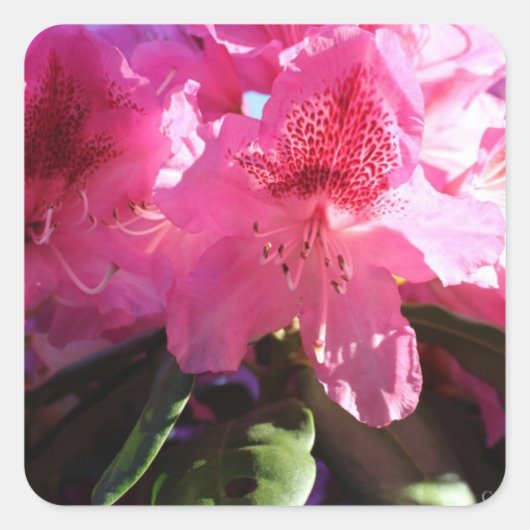 Roze rododendron bloemen vierkante sticker (Voorkant)