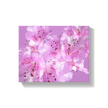  roze rododendron bloesem bloesem mooi