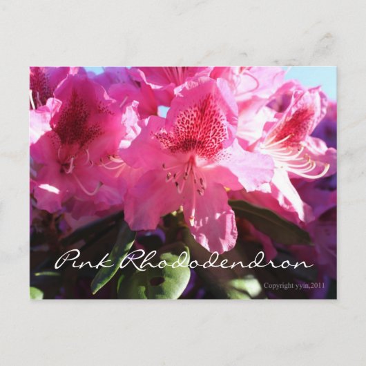 roze rododendron briefkaart (Voorkant)