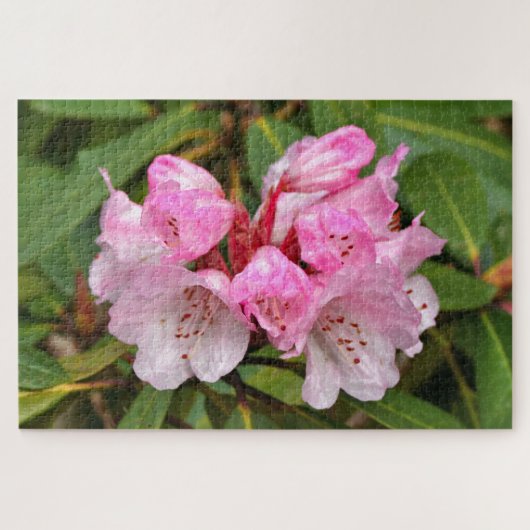 Roze Rododendron, Dandenong Ranges, Australië Legpuzzel (Horizontaal)