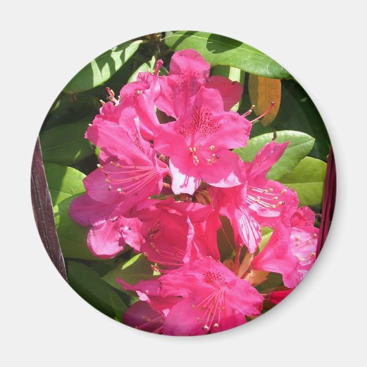 roze rododendron magneet (Voorkant)