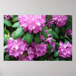Roze rododendrons fotografie poster