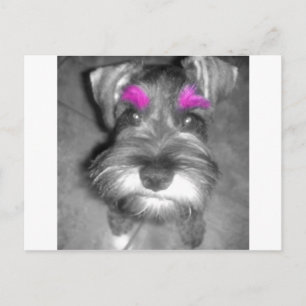 Roze roestband Miniatuur Schnauzer Puppy Rock & Ro Briefkaart