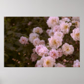 Roze romantische rozen poster (Voorkant)