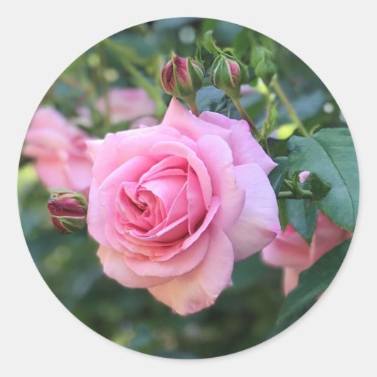 Roze ronde roosstickers sticker (Voorkant)