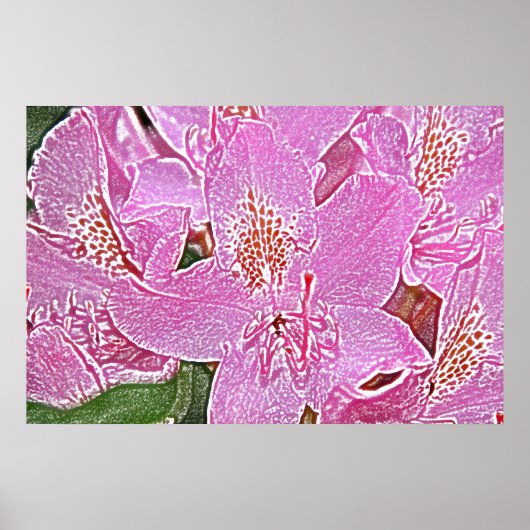 Roze roodendron blossom poster (Voorkant)