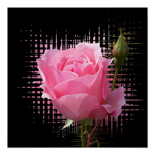 roze roodvlek perfect poster (Voorkant)
