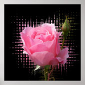 roze roodvlek poster (Voorkant)