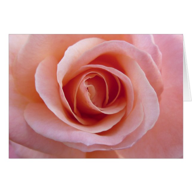 Roze Roos (Voorkant Horizontaal)