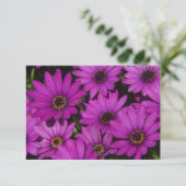 Roze Roos (Staand voorkant)