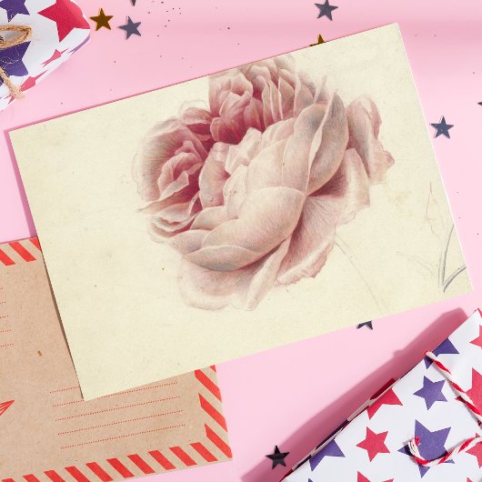 Roze Roos (1792) – Tijdloze  botanische kunst Briefkaart