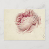 Roze Roos (1792) – Tijdloze  botanische kunst Briefkaart (Voorkant)