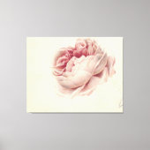 Roze Roos (1792) – Tijdloze  botanische kunst Canvas Afdruk (Voorkant)