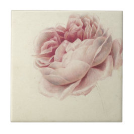 Roze Roos (1792) – Tijdloze  botanische kunst Tegeltje