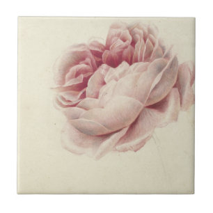 Roze Roos (1792) – Tijdloze  botanische kunst Tegeltje