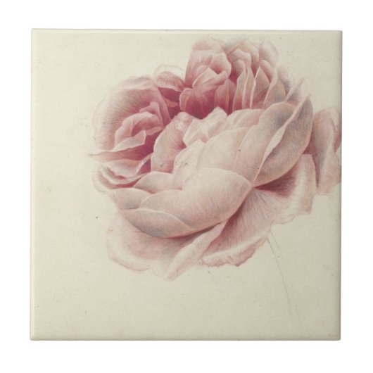 Roze Roos (1792) – Tijdloze  botanische kunst Tegeltje (Voorkant)