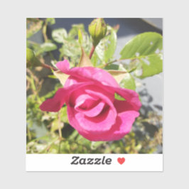 Roze Roos #2 Sticker