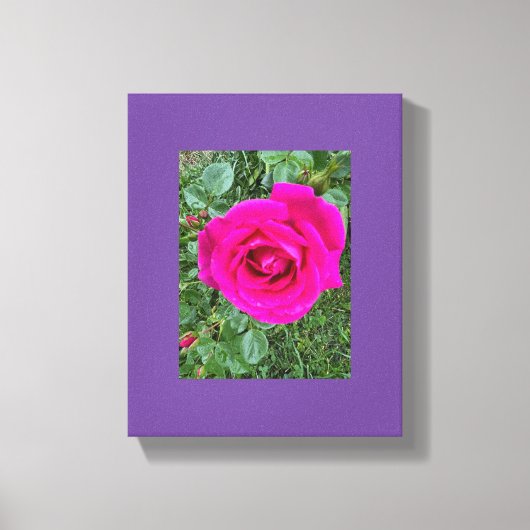 Roze Roos #3 Canvas Afdruk (Voorkant)
