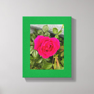 Roze Roos #4 Canvas Afdruk