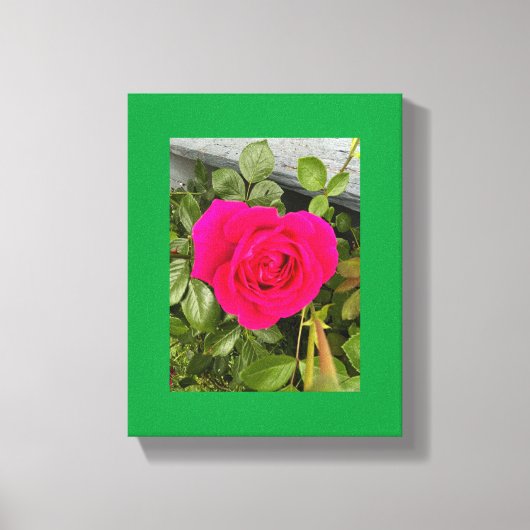 Roze Roos #4 Canvas Afdruk (Voorkant)