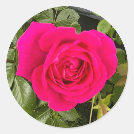 Roze Roos#4 Ronde Sticker (Voorkant)