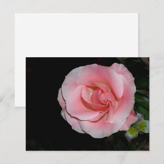 Roze Roos Aankondiging Ansichtkaart (Voorkant / Achterkant)