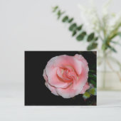 Roze Roos Aankondiging Ansichtkaart (Staand voorkant)