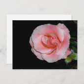 Roze Roos Aankondigingansichtkaart Aankondigingskaart (Voorkant / Achterkant)