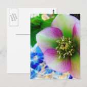 Roze Roos blauwe glazen bol Briefkaart (Voorkant / Achterkant)