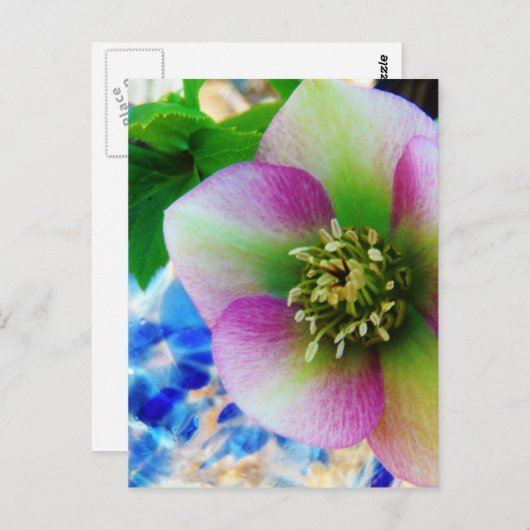 Roze Roos blauwe glazen bol Briefkaart (Voorkant / Achterkant)