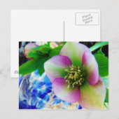 Roze Roos blauwe glazen bol Briefkaart (Voorkant / Achterkant)