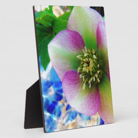 Roze Roos blauwe glazen bol Fotoplaat (Zijkant)