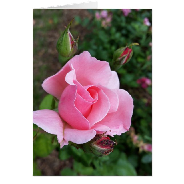roze roos bloeiend (Voorkant)