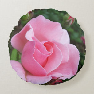 roze roos bloeiend rond kussen