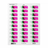 Roze roos bloem adres label (Full Sheet)