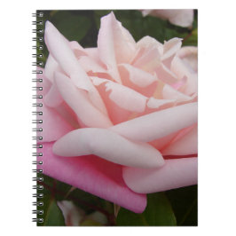 Roze Roos Bloem Mooie Tuin Bloemrijke Tuin Notitieboek
