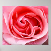 Roze Roos Bloem Print Schoonheid van een Roos (Voorkant)